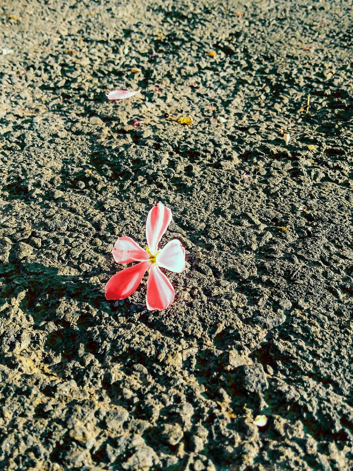 #flor