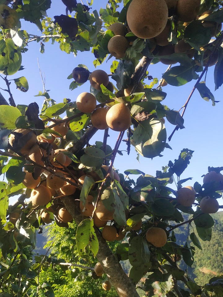 pear
