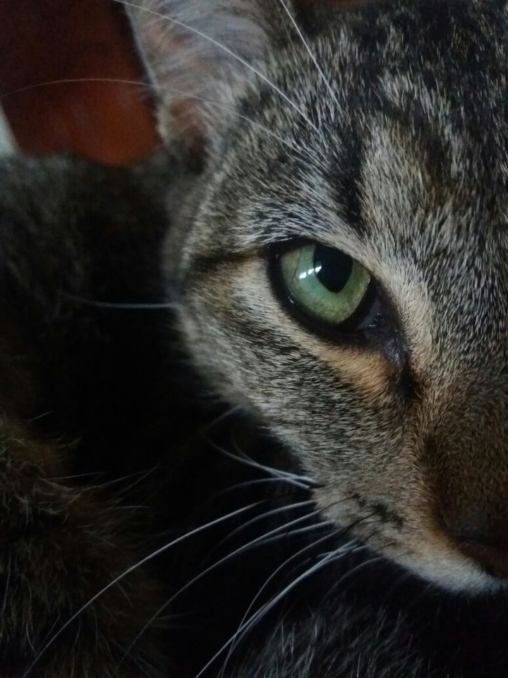 Camilla Cat