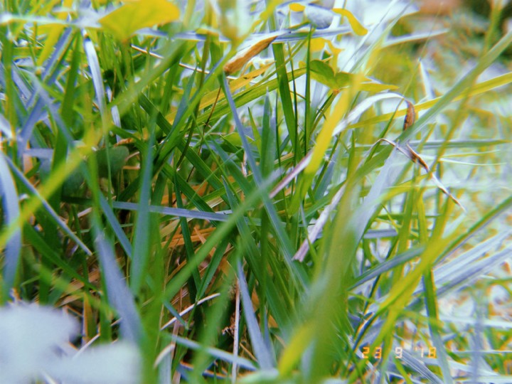 Nature
