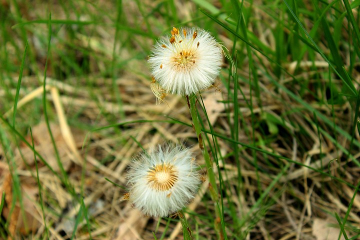 Spring