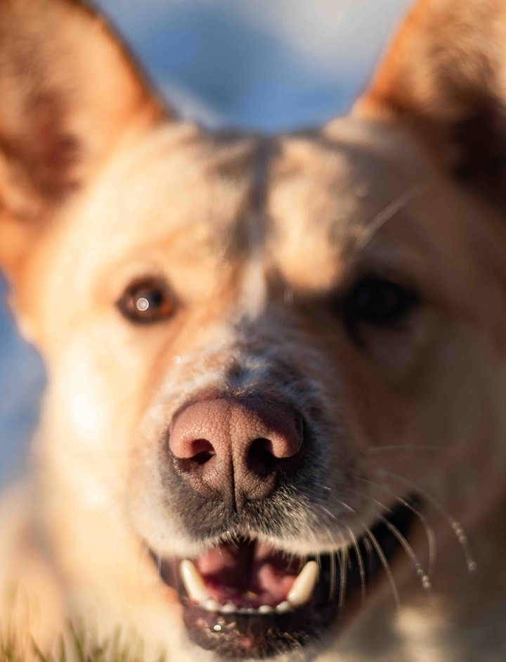 American Akita