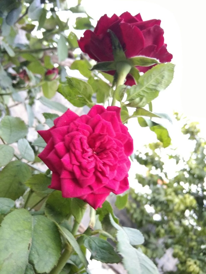 Rose
