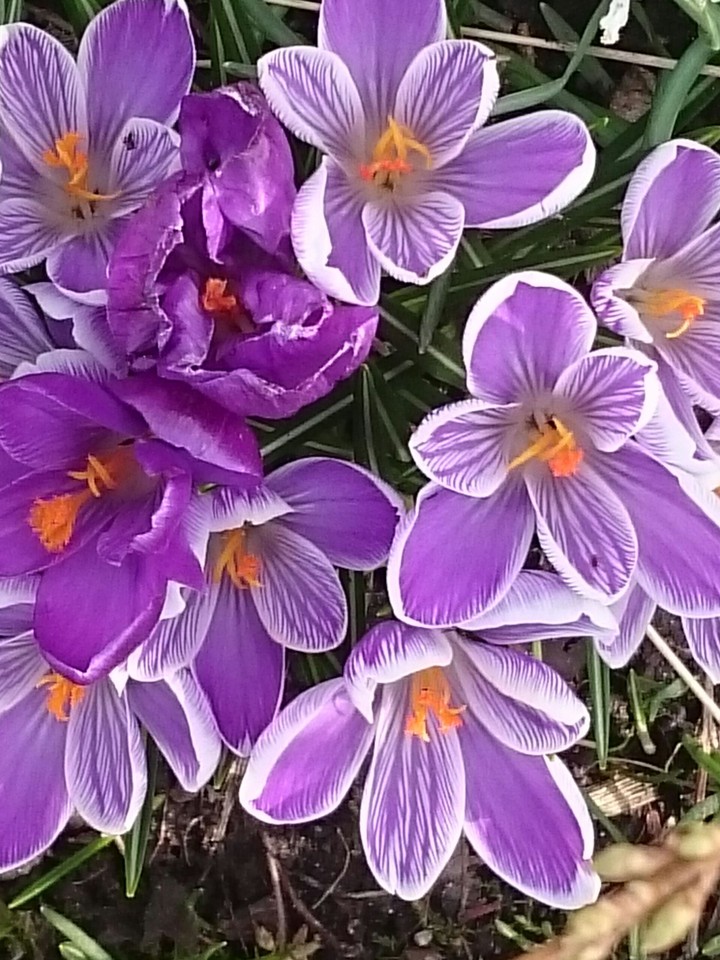 Krokusse