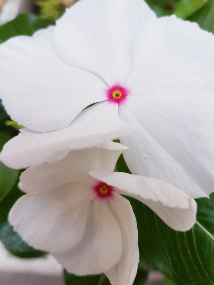 fiori