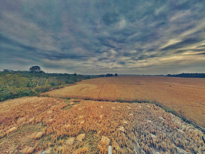 paddy field