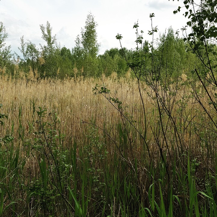 field
