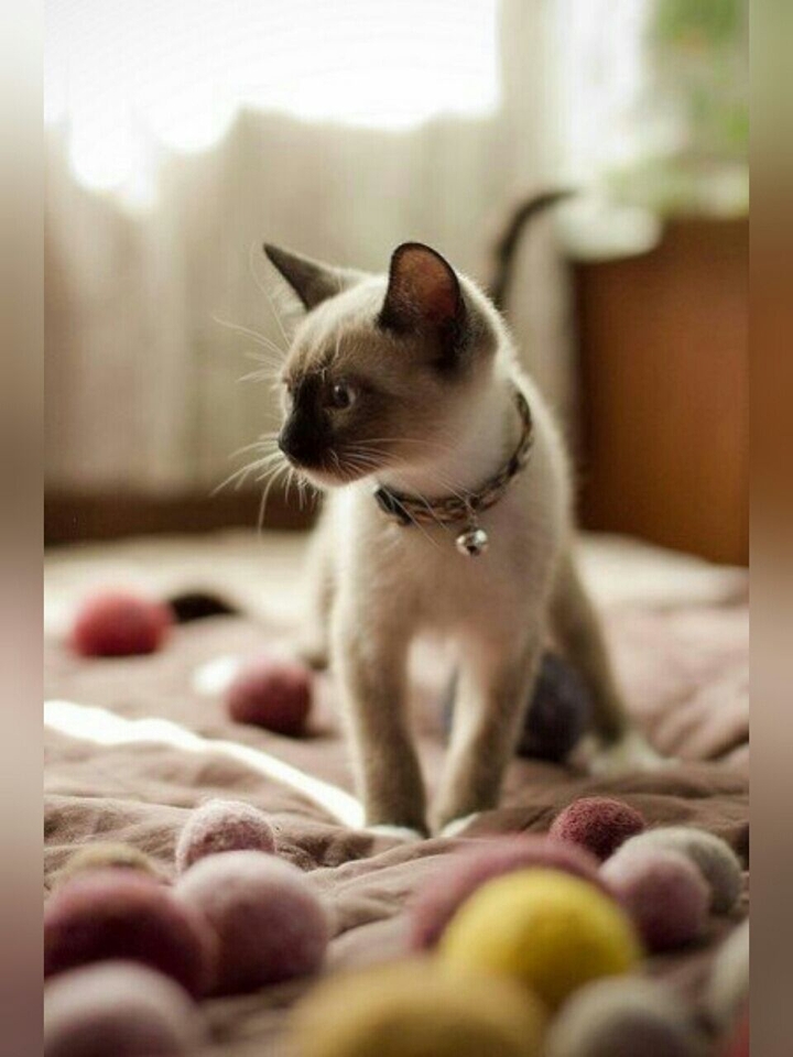 Cat:3