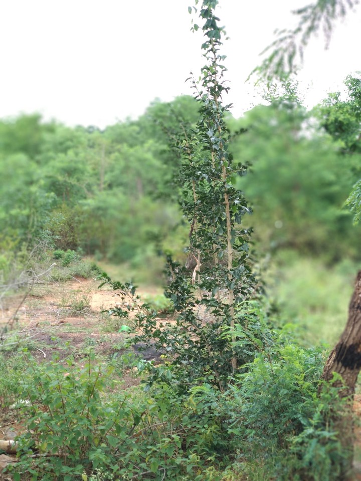 greenery