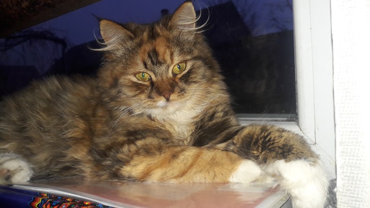 мой кот