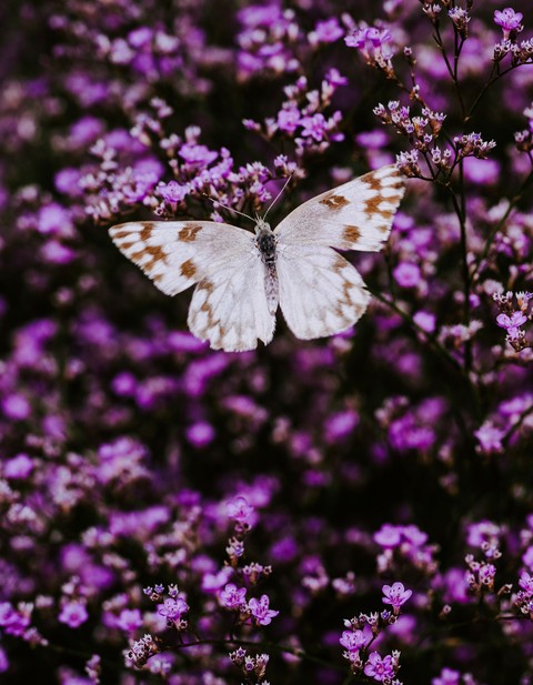 Aubretia