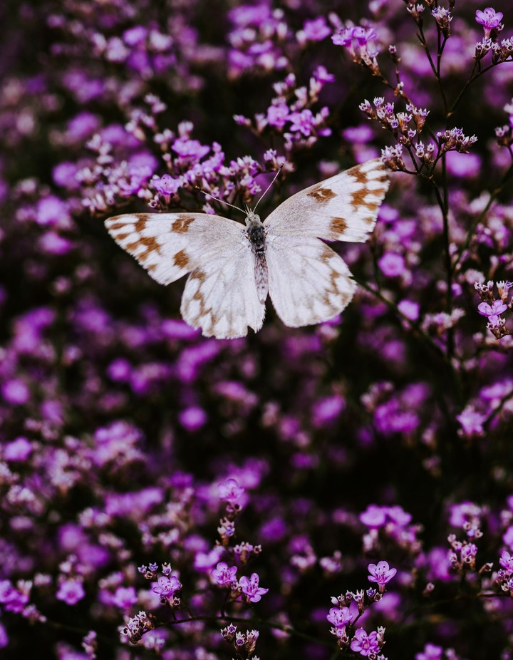 Aubretia