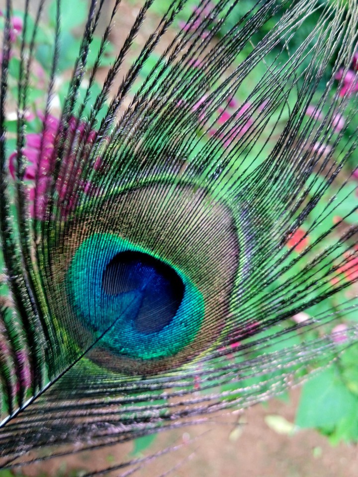 peacock