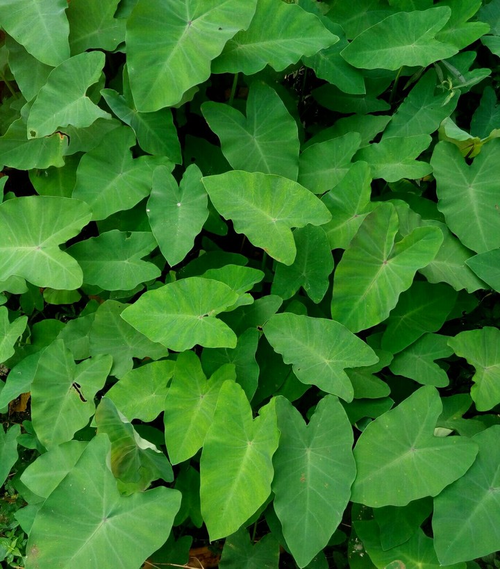 love Green