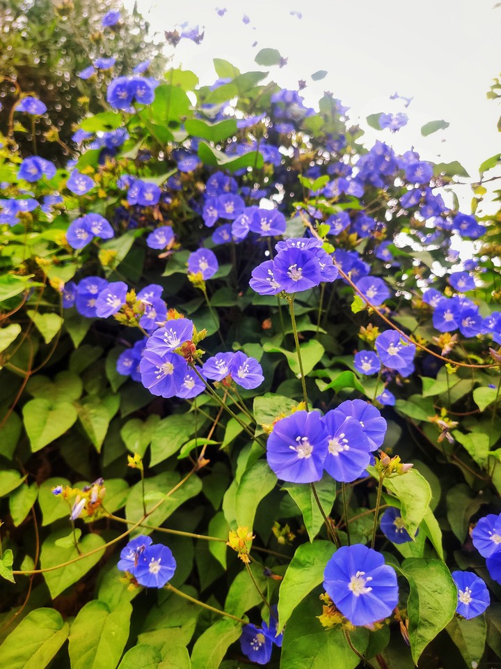 Ariex morning Glory Flower _Voilet