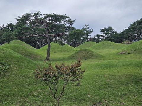 shrub, slope achtergronden