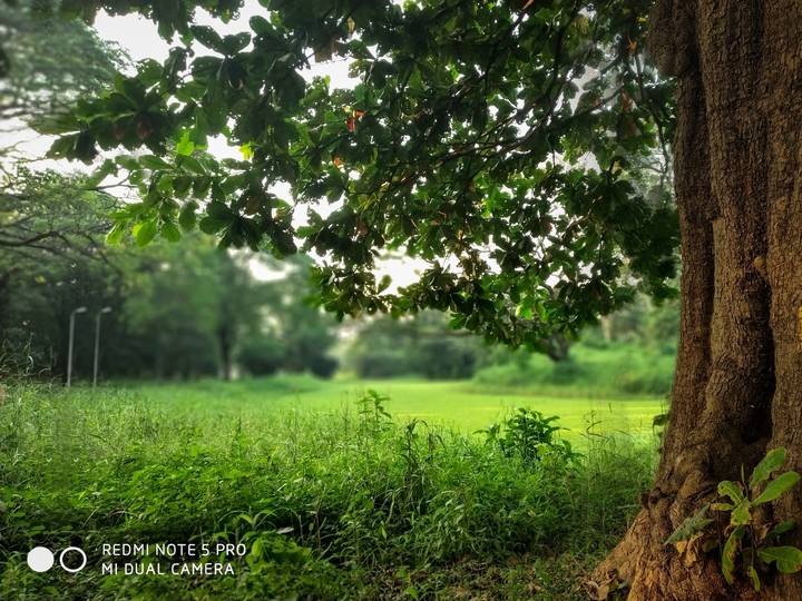 Tree Greenary