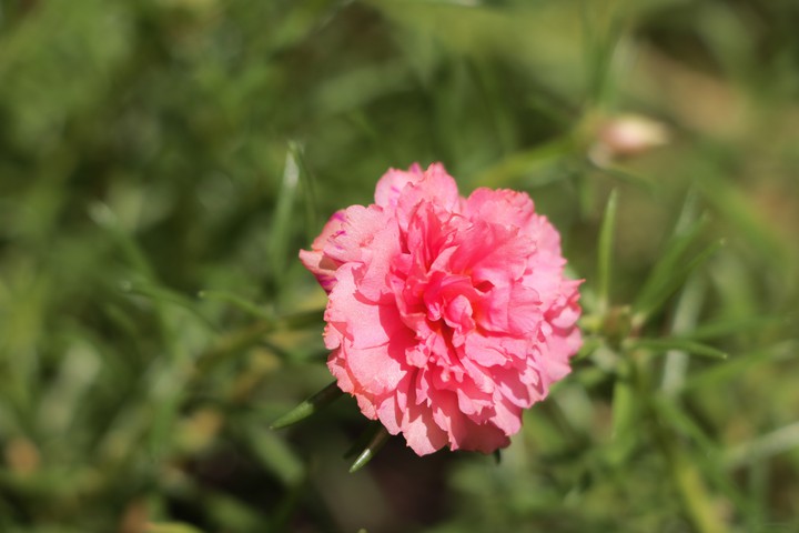 flower ?
