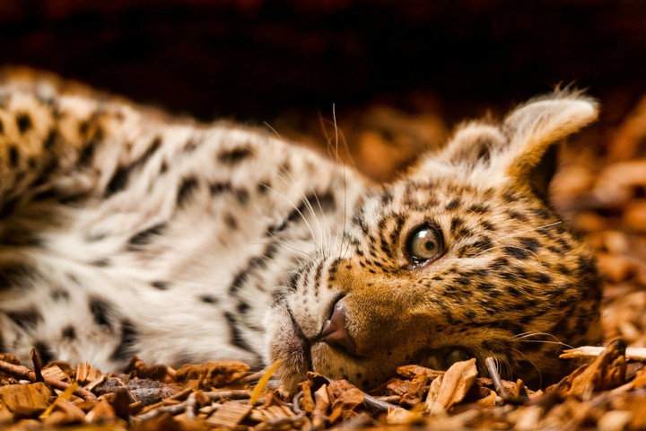 leo
