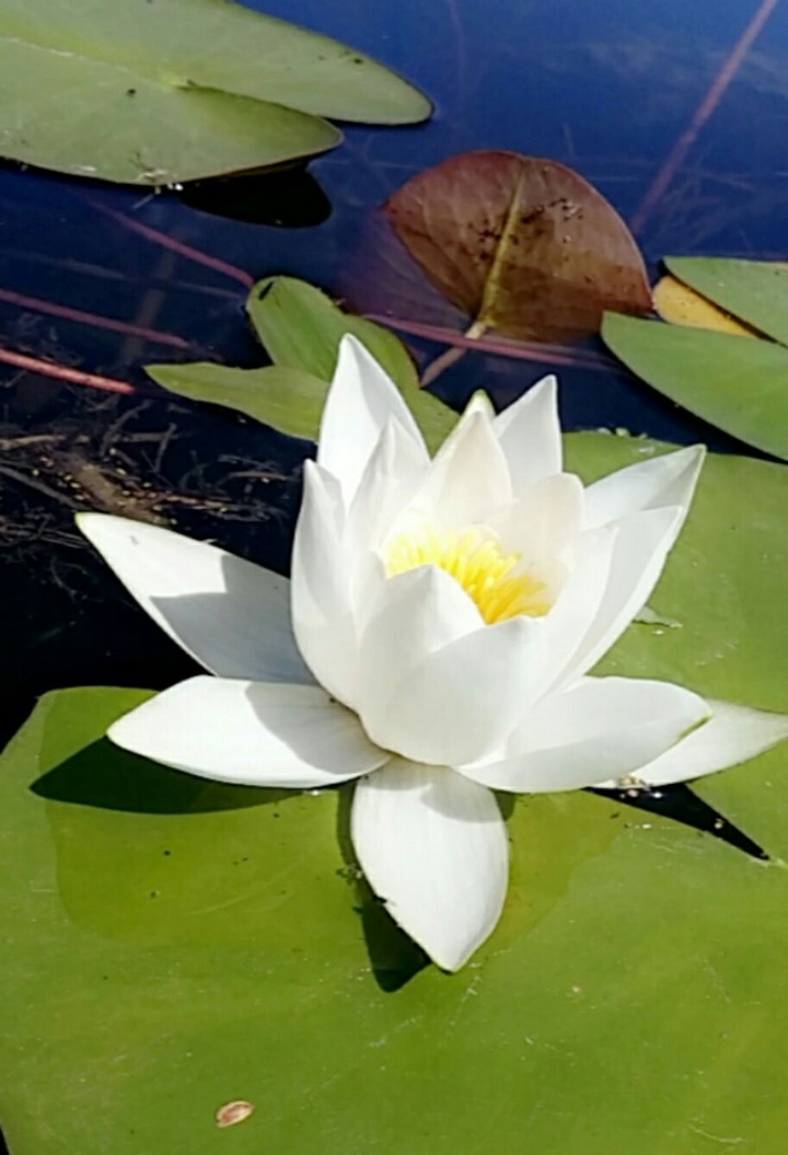 water lily