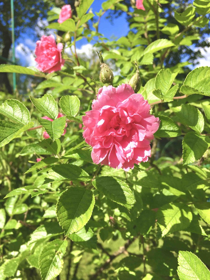 roses
