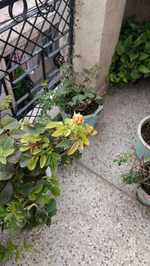 A tiny angel