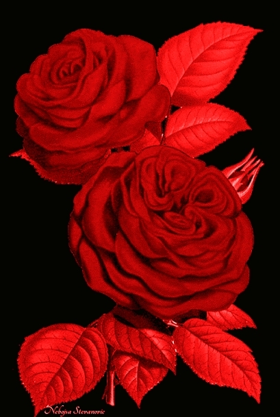 Red Rose