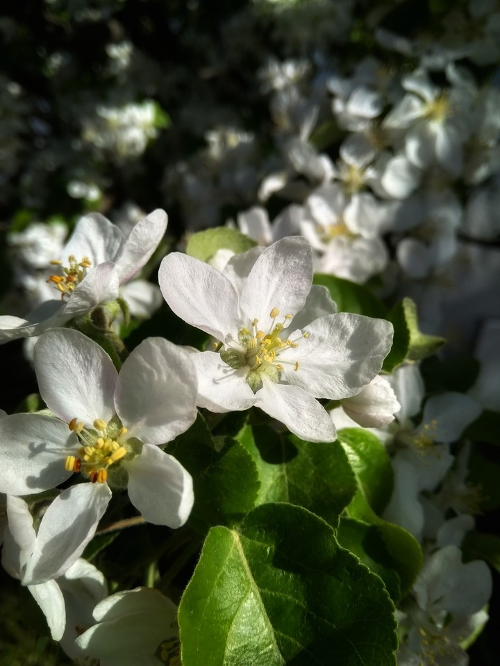 springtime