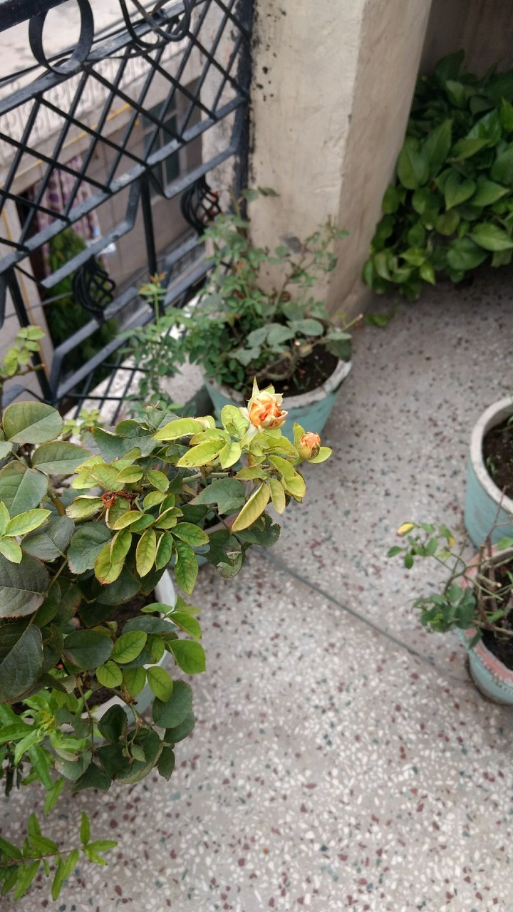 A tiny angel