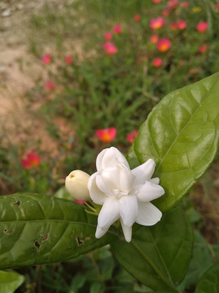 nature