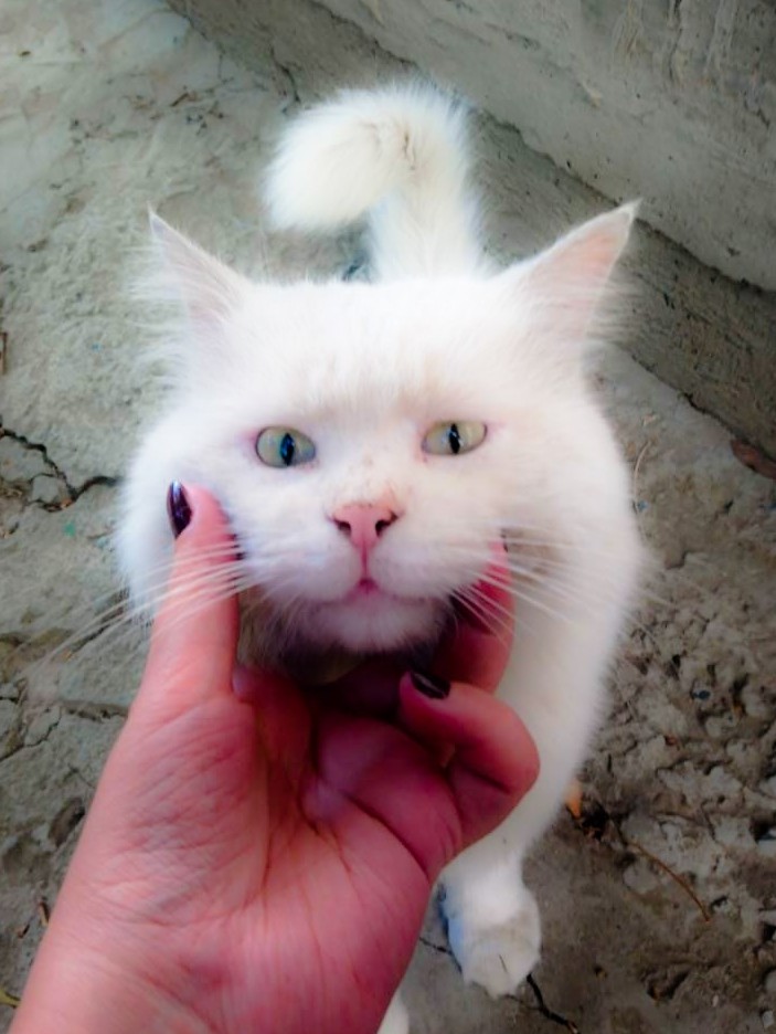 большой котик снежок