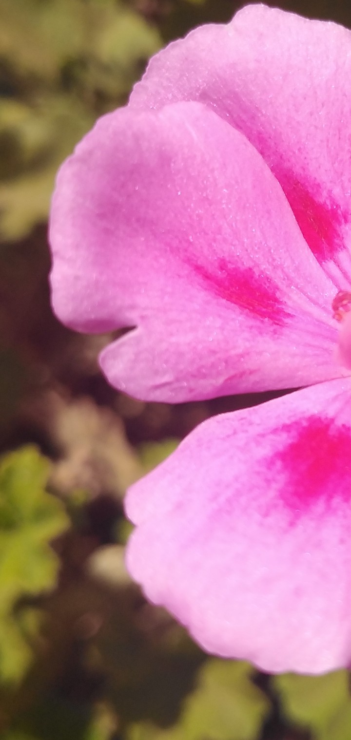 Fleur