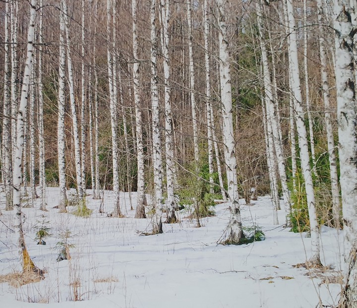 wald