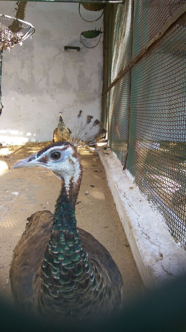 Male peacock....