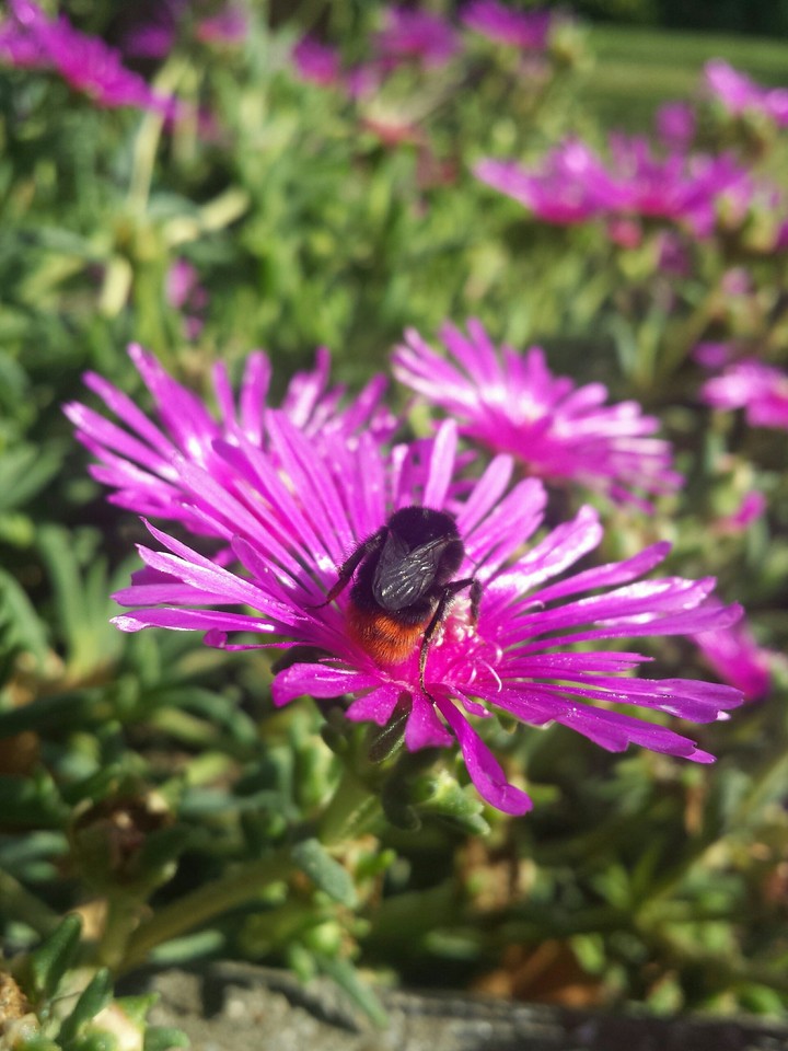 a Bee
