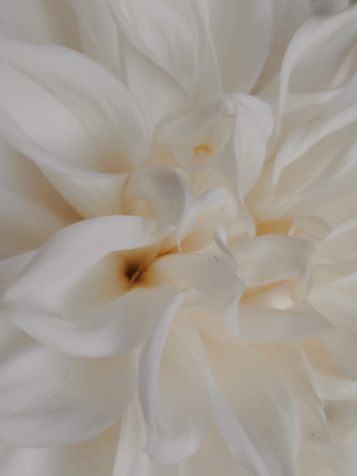Petals 2