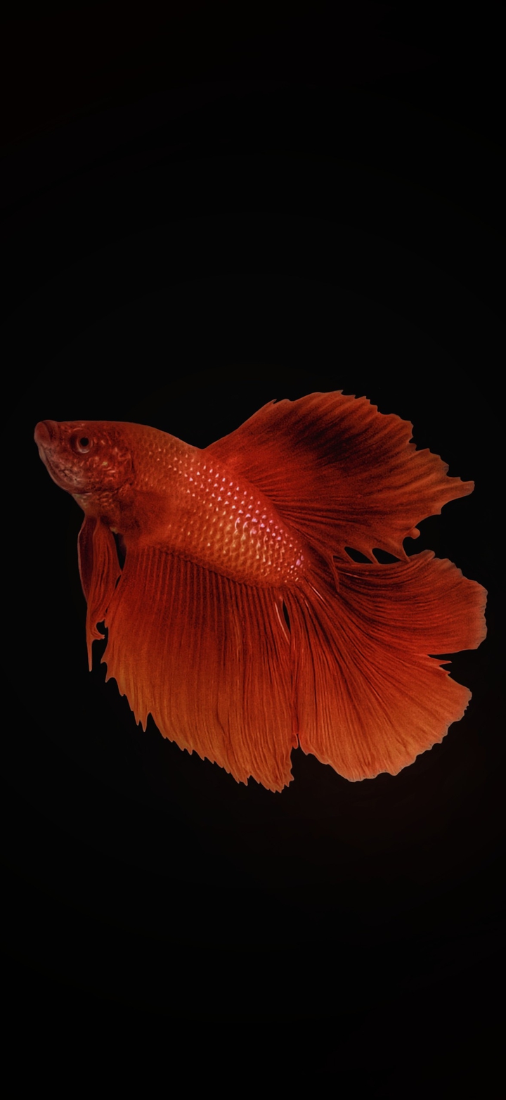 Betta