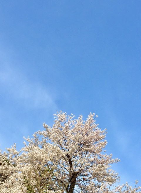 벚꽃 cherry blossom
