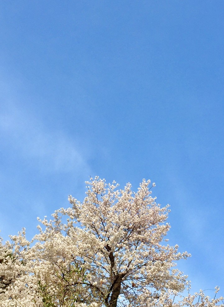 벚꽃 cherry blossom