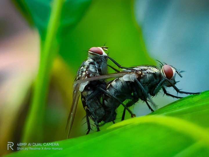 fly matting