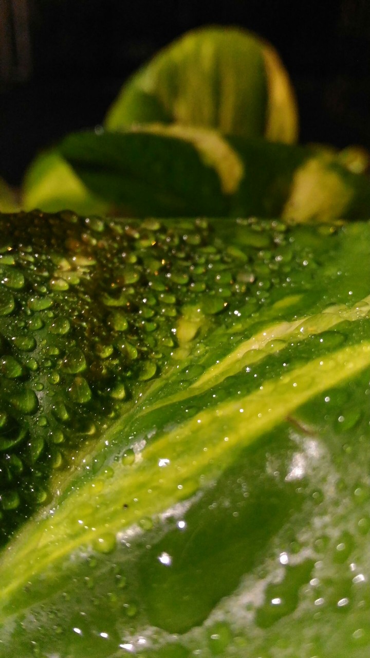 water drops at night