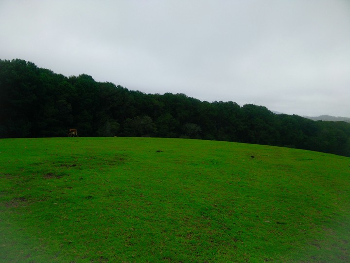 Grassland