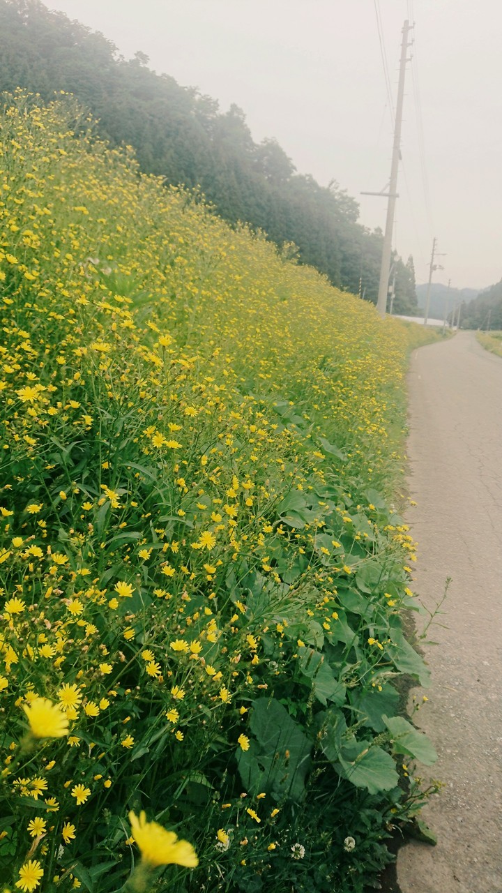 黄色い小さな花