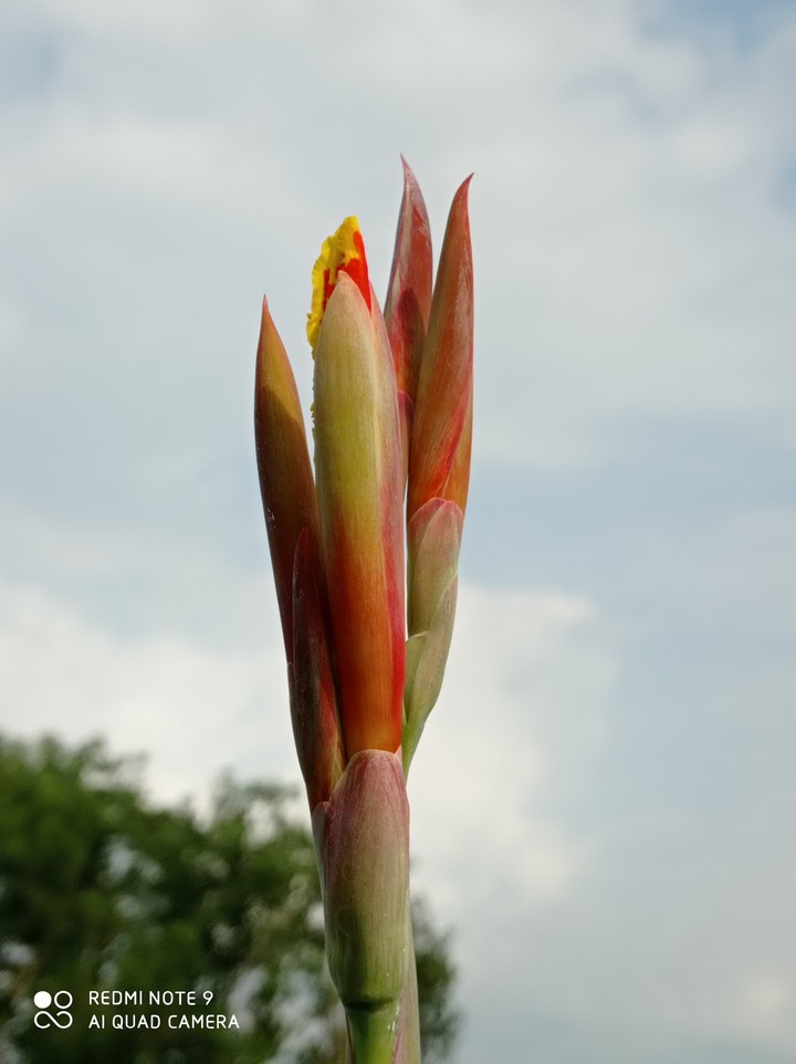 kolaboti flower