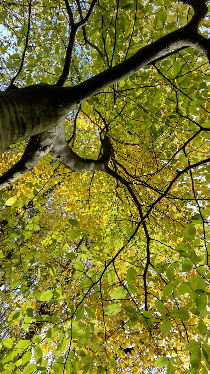 beautiful tree