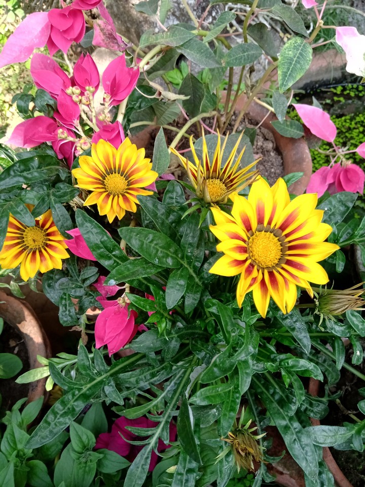 bEaUtIfUl fLoWeRs