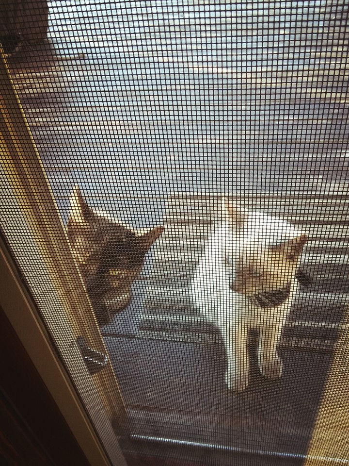 through the screen door