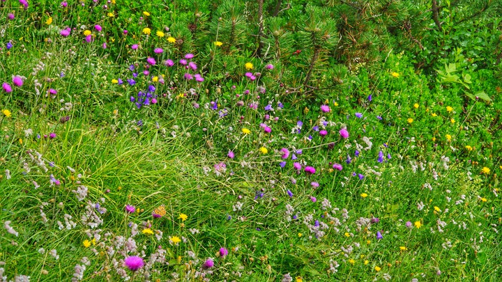 wild flowers in the Alps