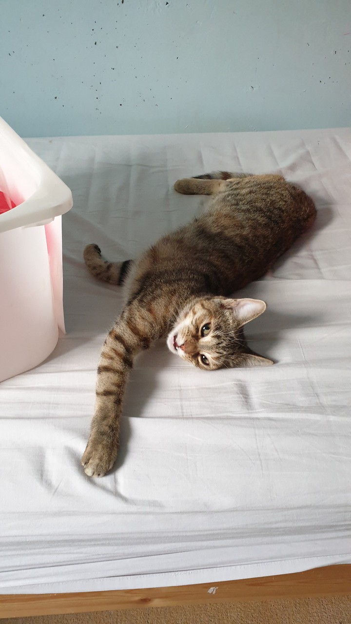 cat time