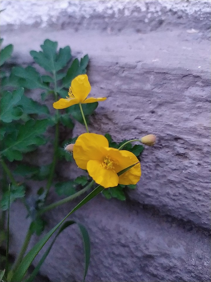 flowers